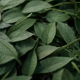 the leaves of a bush with water droplets on them