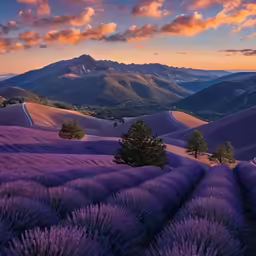 a large group of lavender plants grow on a field