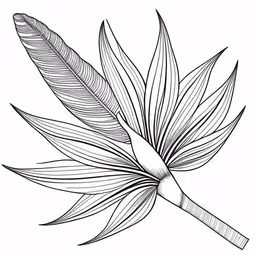 the leaves of a plant are drawn in black ink on paper,a black and white drawing of leaves