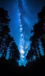 a forest filled with tall evergreen trees under a sky full of stars