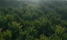 fog fills the distance over a dense green bush