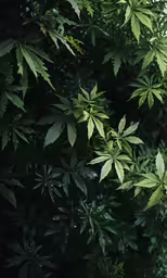 a group of green leaves over a white bench