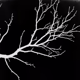 a black and white image with the branches
