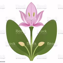 an illustration of pink flower and green leaves,a pink flower sitting on top of green leaves