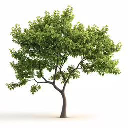 a green tree is depicted with a white background