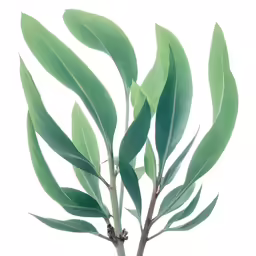 a green tree with very long branches in front of a white background