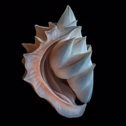 a close up of a white flower on black