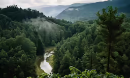 a view of a mountain stream flowing between green trees