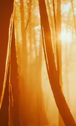 light in the woods with a light coming through the trees