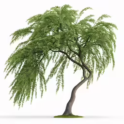 a tree with green leaves growing in front of a white background
