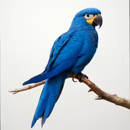 a blue parrot is perched on the branch