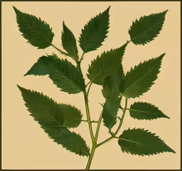 a branch with a green leafy plant on it,the green leafy branch is on top of a tan background