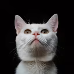 a white cat looking straight ahead, while looking upwards