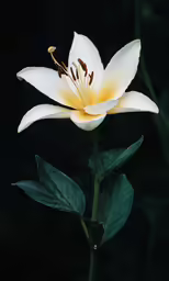 a white and yellow flower with green leaves