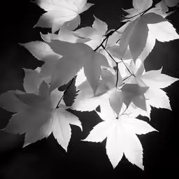 the leaves on this tree are white in color