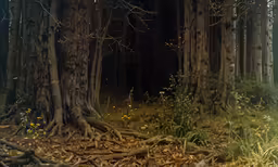 the ground is covered in moss and leaves