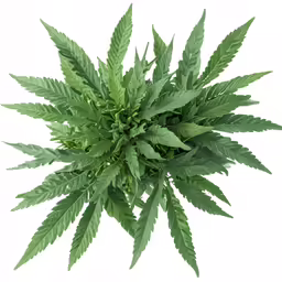 this is an image of a large potted plant
