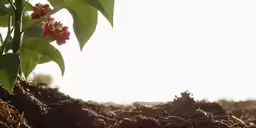 red flowers in dirt with sunlight coming from behind them