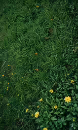 flowers are growing on the grassy area near the park bench