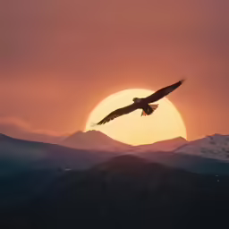 the bird is flying very high above the mountains