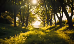 an empty road winding through a green field