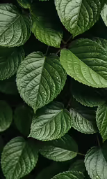 close up photo of leaves showing the leaves with drops of dew