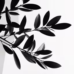 black and white photo of leaves with an upward view