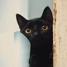 the cat has big yellow eyes and is sitting up in front of the wall