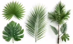 green leaves of different types hanging from branch