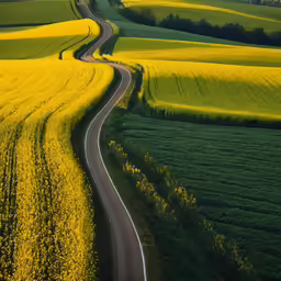 a dirt road going through a canola field