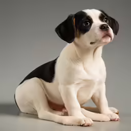 a small dog sits and stares into the camera