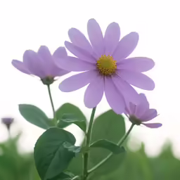 the purple flower is beginning to bloom and show little signs of growth