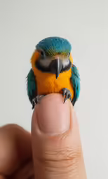 an adult bird with blue and gold feathers on its finger