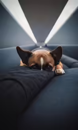 a small dog laying on the seat of a couch