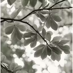 green leaves with trees in the background