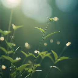 a plant with small leaves growing in the sun