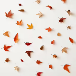 an arrangement of autumn leaves against a white backdrop