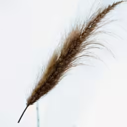 a dry grass hanging in the air