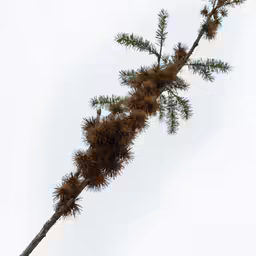 a tree branch covered in some brown flowers