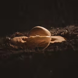 a blurry image of two eggs on a surface