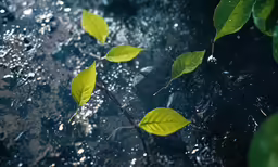 water splashing on a tree branch next to some leaves