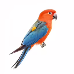 an orange and blue bird perched on the tree