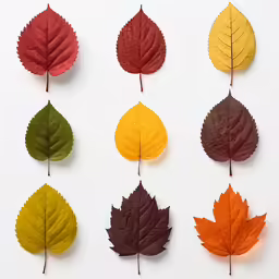 a group of leaves with the colors of autumn