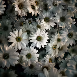 white flowers arranged in rows and arranged in a close up view