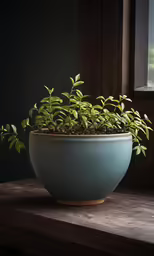 a green plant growing from the soil in a vase