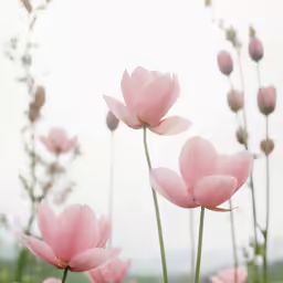 a group of pink flowers near one another