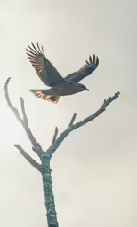 a pair of birds flying in the sky above trees