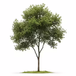 a tree is shown in the foreground with no leaves