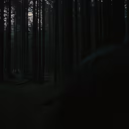 a lone person walking through a forrest in the woods at night