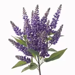 a small group of purple flowers sitting on top of a green stem